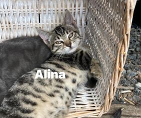 Alina (indekat)